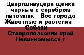 Цвергшнауцера щенки черные с серебром питомник - Все города Животные и растения » Собаки   . Ставропольский край,Невинномысск г.